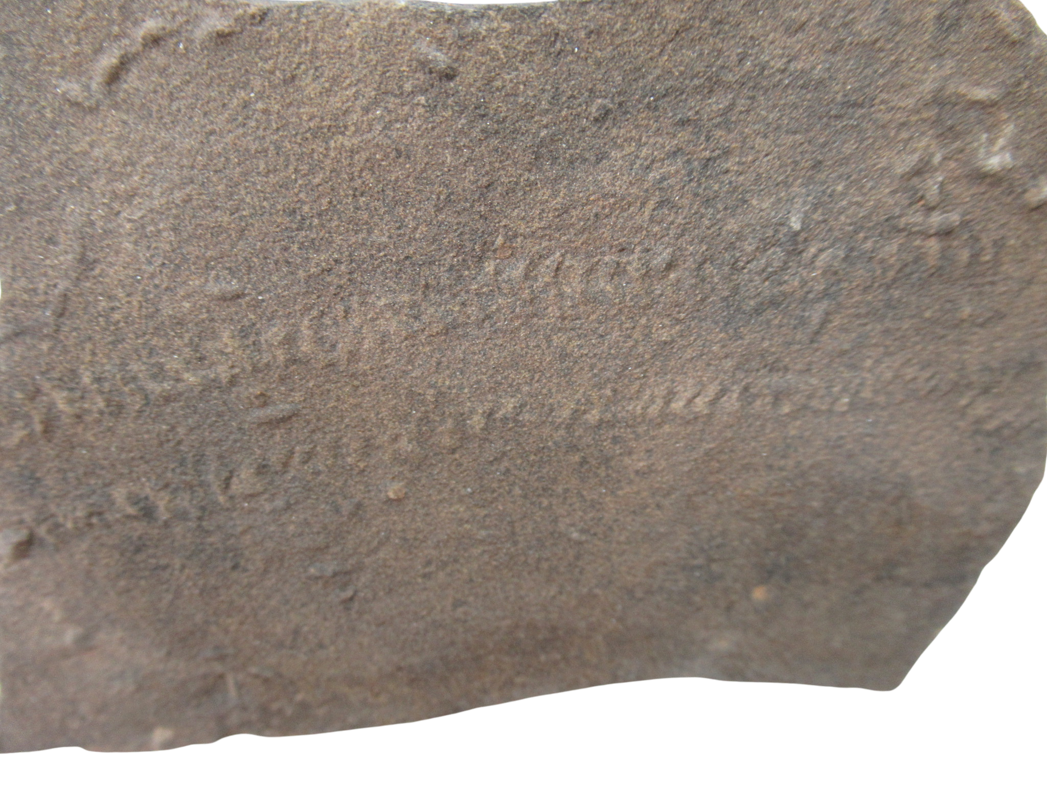 Trilobite Track Fossils For Sale Genuine Trilobite Trace Fossils 51b | Fossils for Sale Trilobite Track Fossils For Sale Genuine Trilobite Trace Fossils 51b