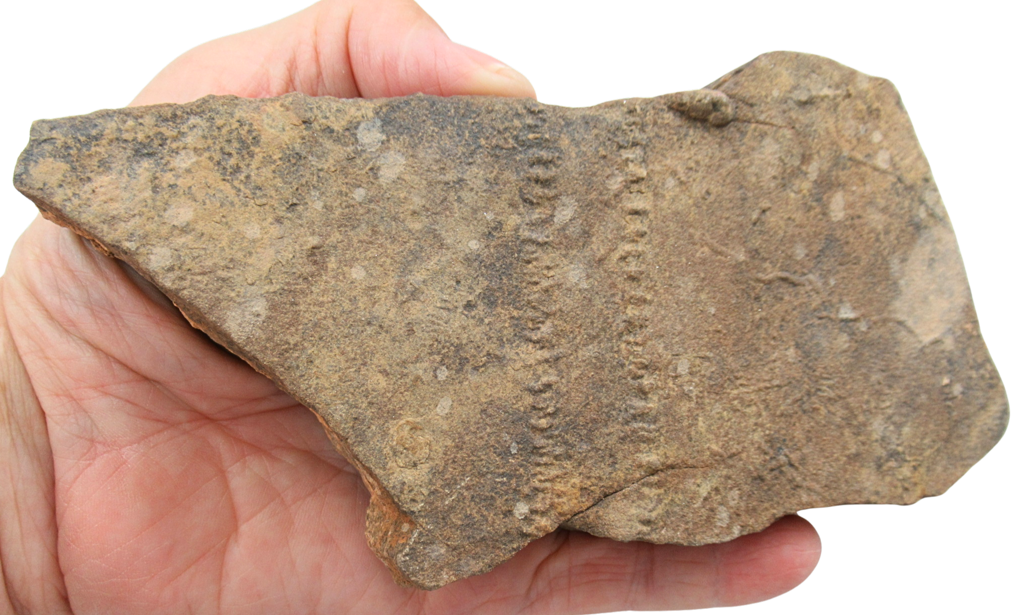 Trilobite Track Fossils For Sale Genuine Trilobite Trace Fossils 53 | Fossils for Sale Trilobite Track Fossils For Sale Genuine Trilobite Trace Fossils 53