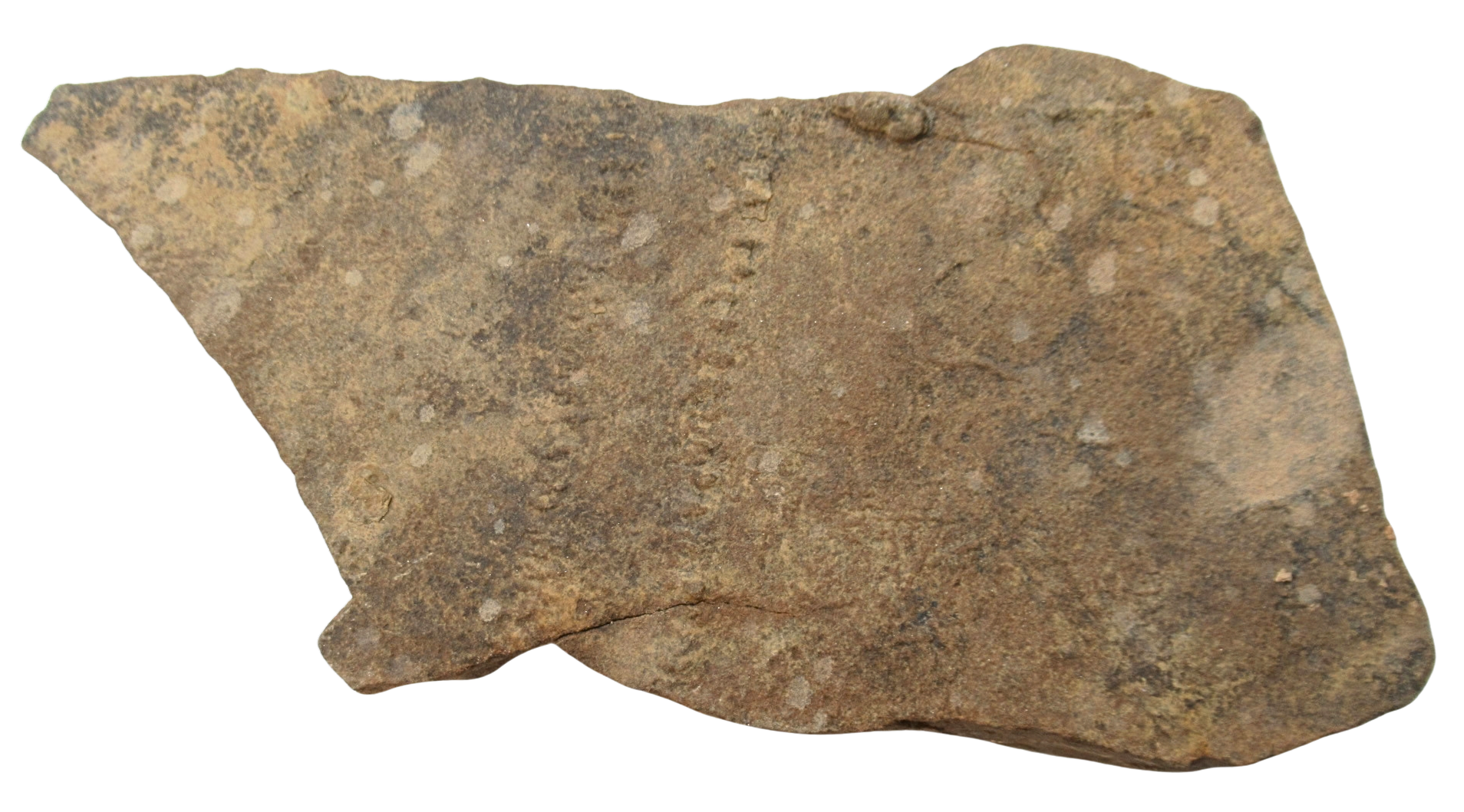 Trilobite Track Fossils For Sale Genuine Trilobite Trace Fossils 53a | Fossils for Sale Trilobite Track Fossils For Sale Genuine Trilobite Trace Fossils 53a