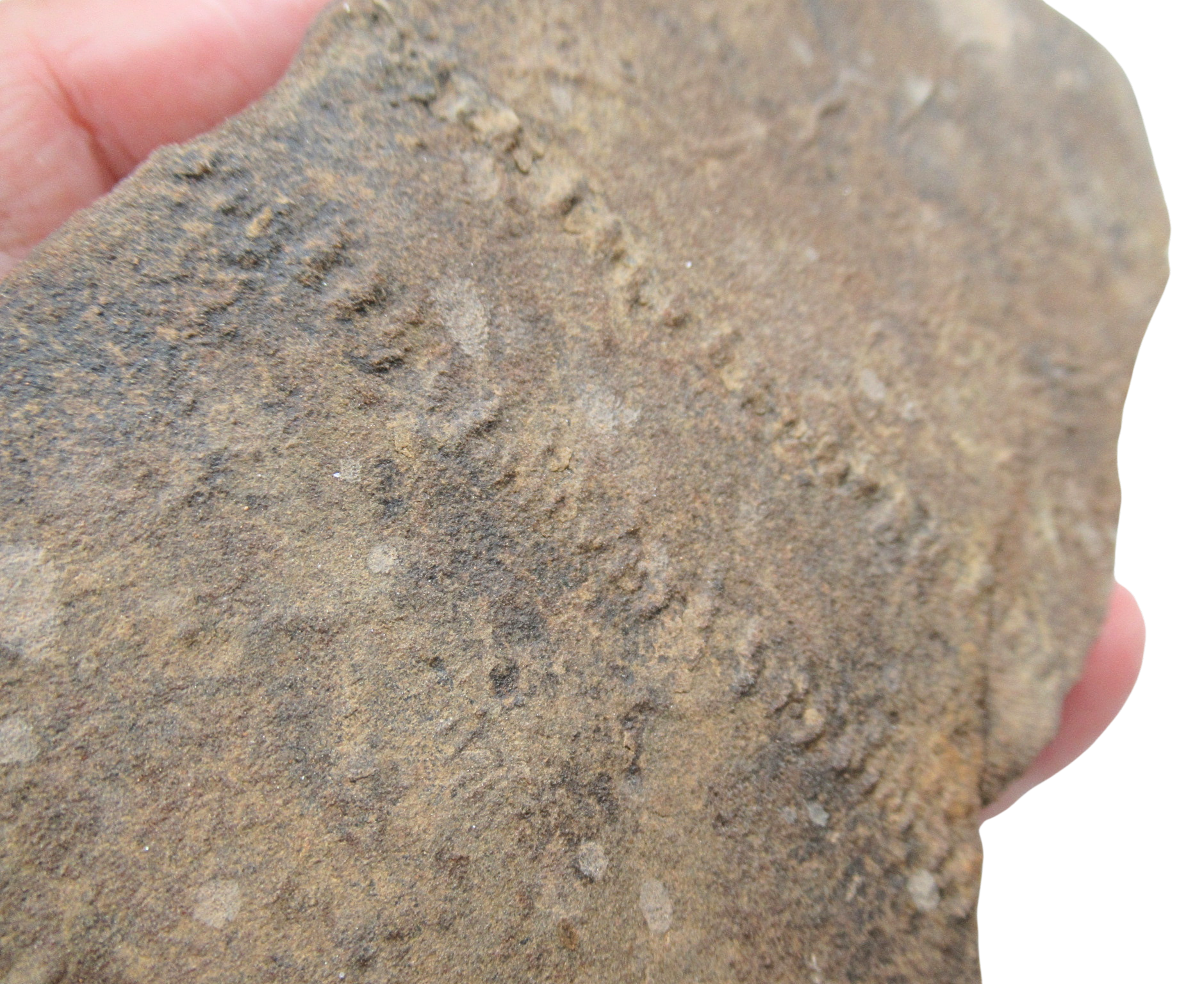 Trilobite Track Fossils For Sale Genuine Trilobite Trace Fossils 53b | Fossils for Sale Trilobite Track Fossils For Sale Genuine Trilobite Trace Fossils 53b