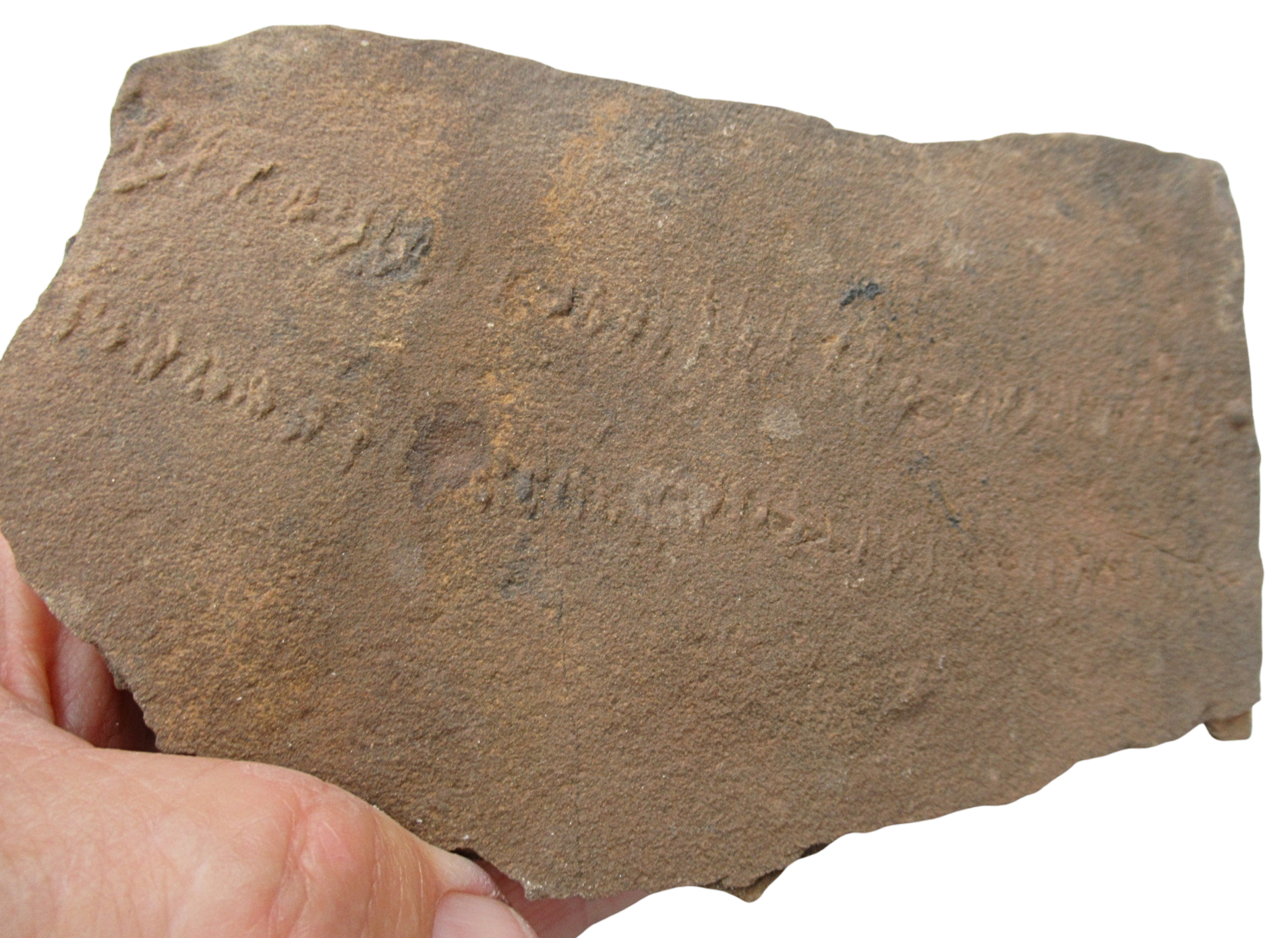 Trilobite Track Fossils For Sale Genuine Trilobite Trace Fossils 54 | Fossils for Sale Trilobite Track Fossils For Sale Genuine Trilobite Trace Fossils 54