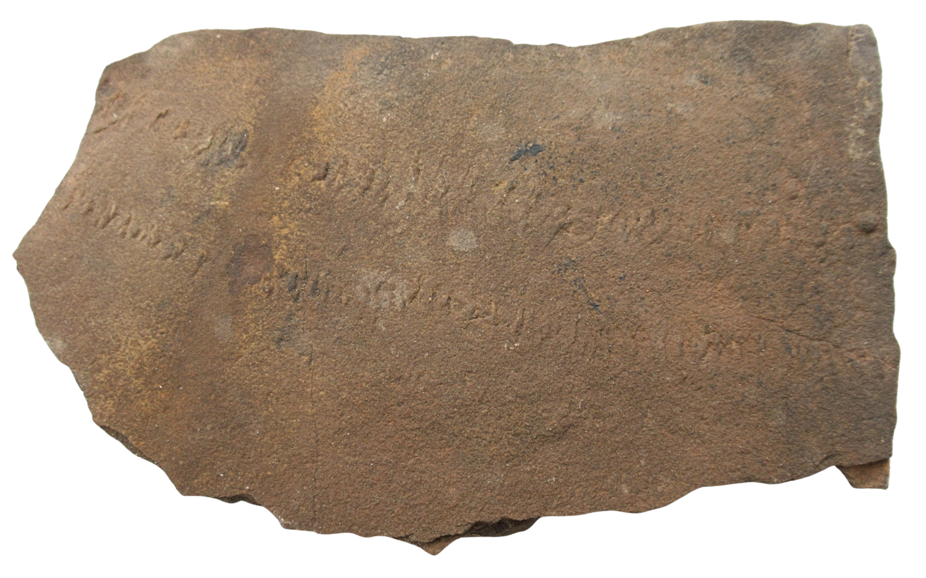 Trilobite Track Fossils For Sale Genuine Trilobite Trace Fossils 54a | Fossils for Sale Trilobite Track Fossils For Sale Genuine Trilobite Trace Fossils 54a