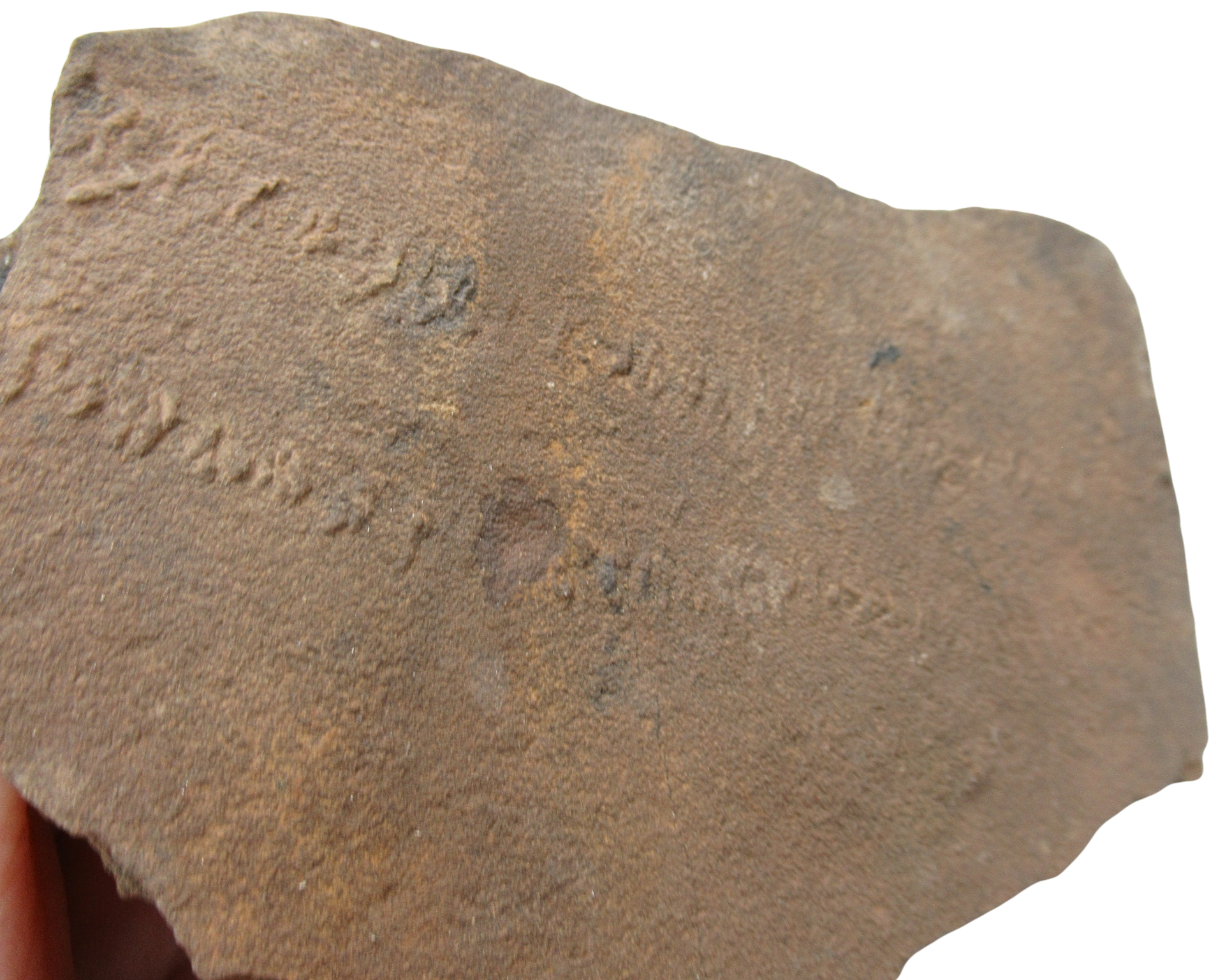 Trilobite Track Fossils For Sale Genuine Trilobite Trace Fossils 54b | Fossils for Sale Trilobite Track Fossils For Sale Genuine Trilobite Trace Fossils 54b