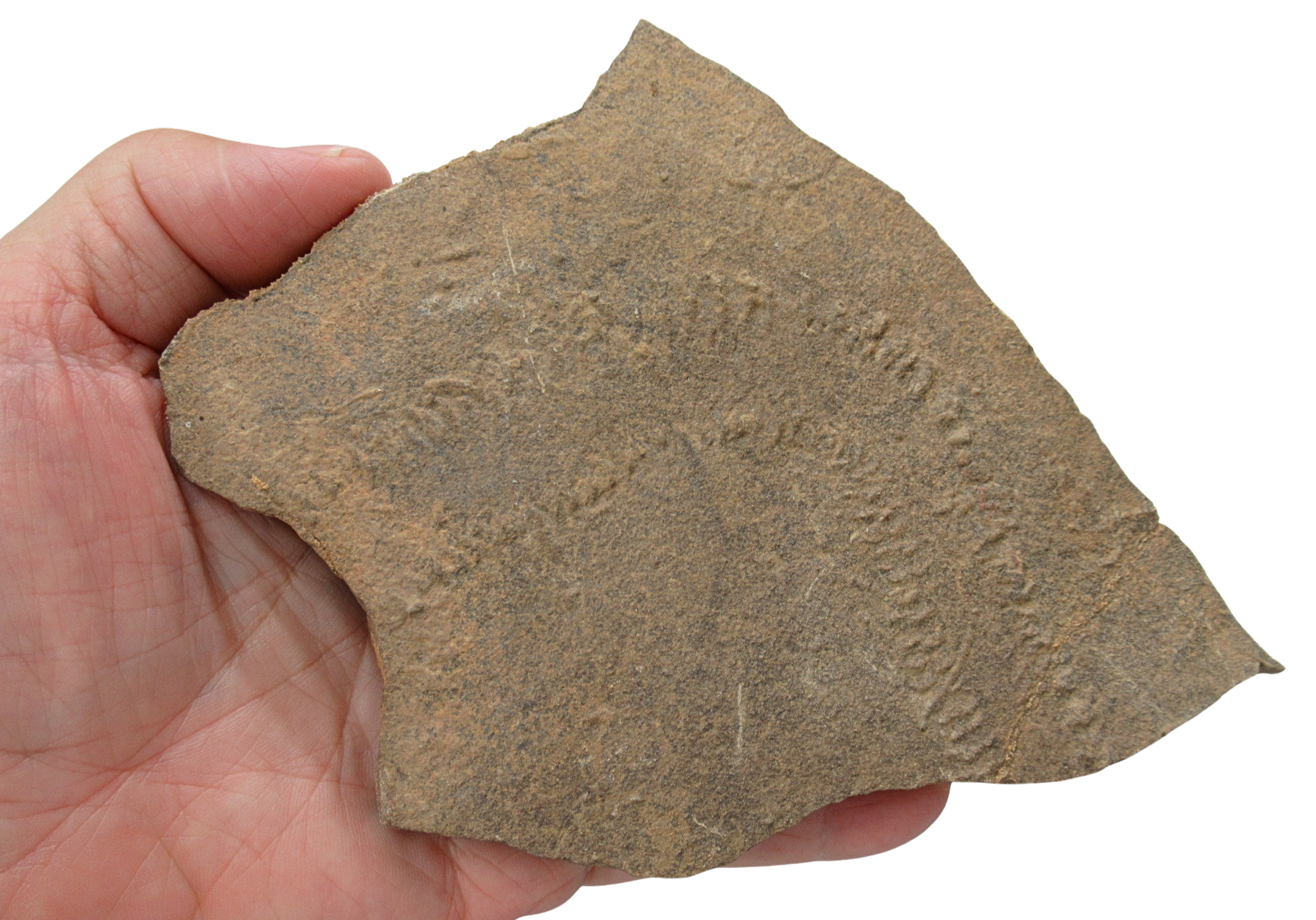 Trilobite Track Fossils For Sale Genuine Trilobite Trace Fossils 56 | Fossils for Sale Trilobite Track Fossils For Sale Genuine Trilobite Trace Fossils 56