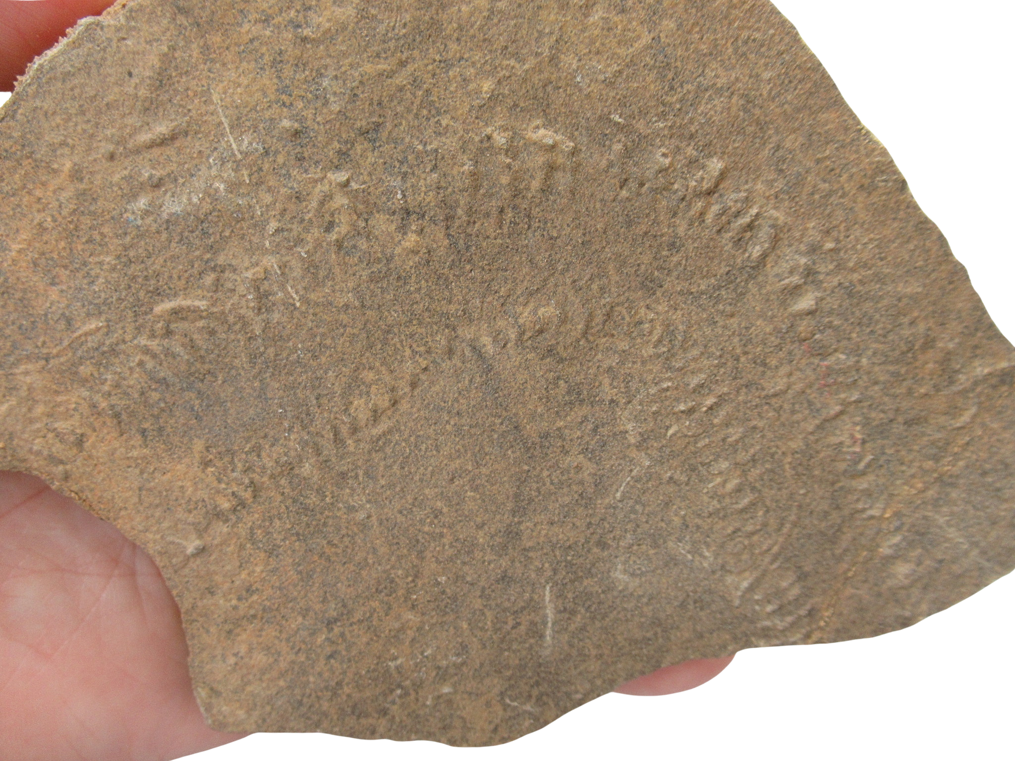 Trilobite Track Fossils For Sale Genuine Trilobite Trace Fossils 56a | Fossils for Sale Trilobite Track Fossils For Sale Genuine Trilobite Trace Fossils 56a