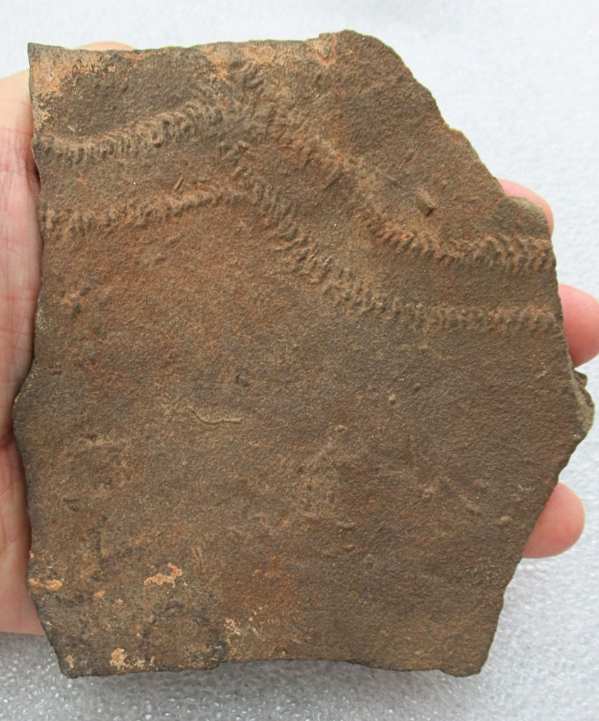 Trilobite Track Fossils For Sale Genuine Trilobite Trace Fossils 57 | Fossils for Sale Trilobite Track Fossils For Sale Genuine Trilobite Trace Fossils 57