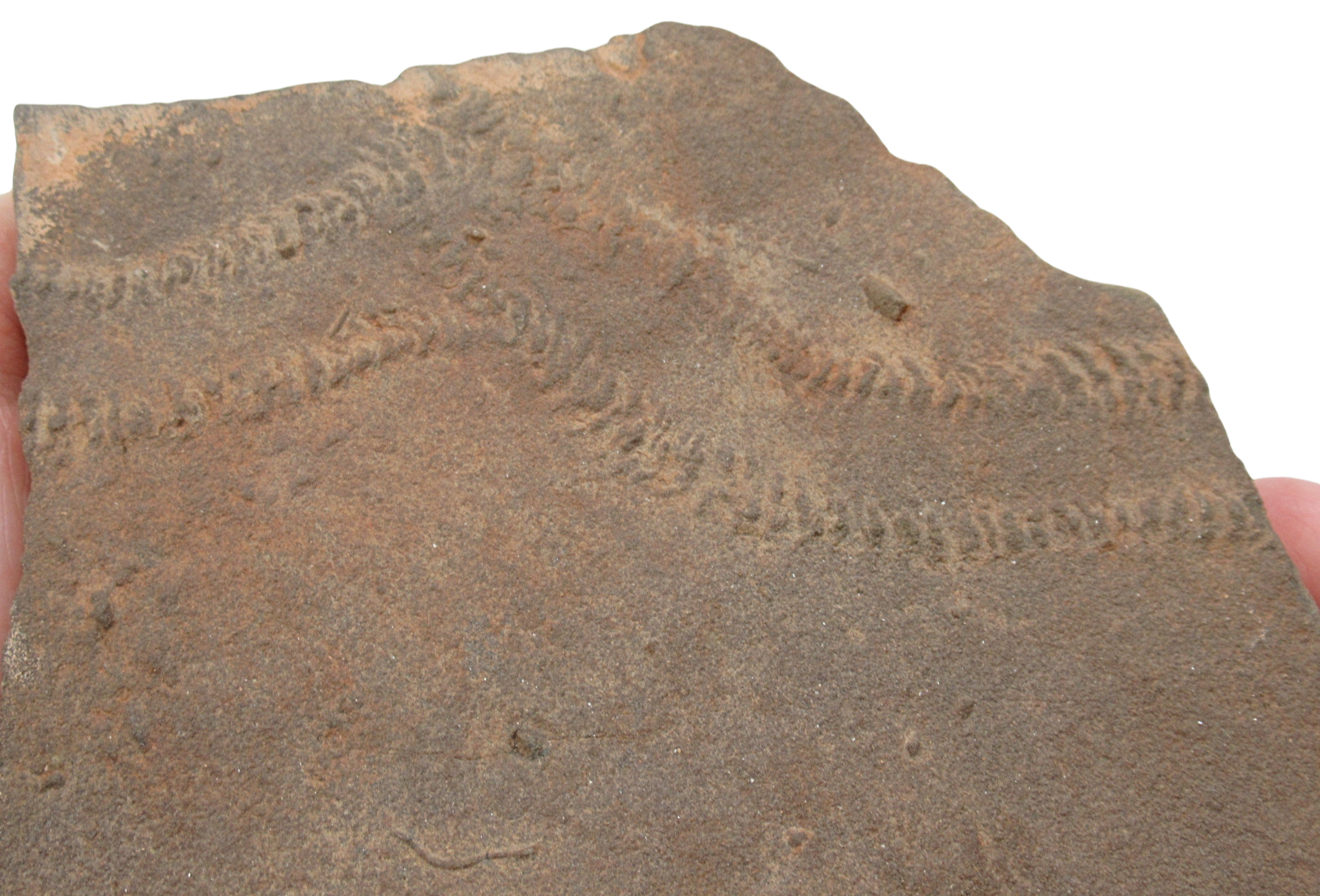 Trilobite Track Fossils For Sale Genuine Trilobite Trace Fossils 57a | Fossils for Sale Trilobite Track Fossils For Sale Genuine Trilobite Trace Fossils 57a