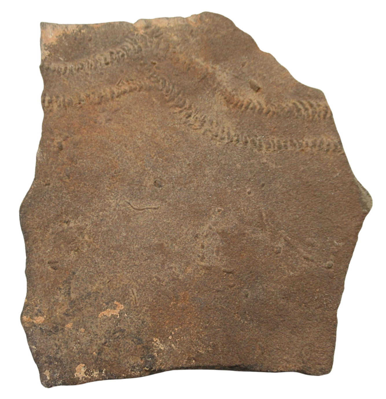 Trilobite Track Fossils For Sale Genuine Trilobite Trace Fossils 57b | Fossils for Sale Trilobite Track Fossils For Sale Genuine Trilobite Trace Fossils 57b