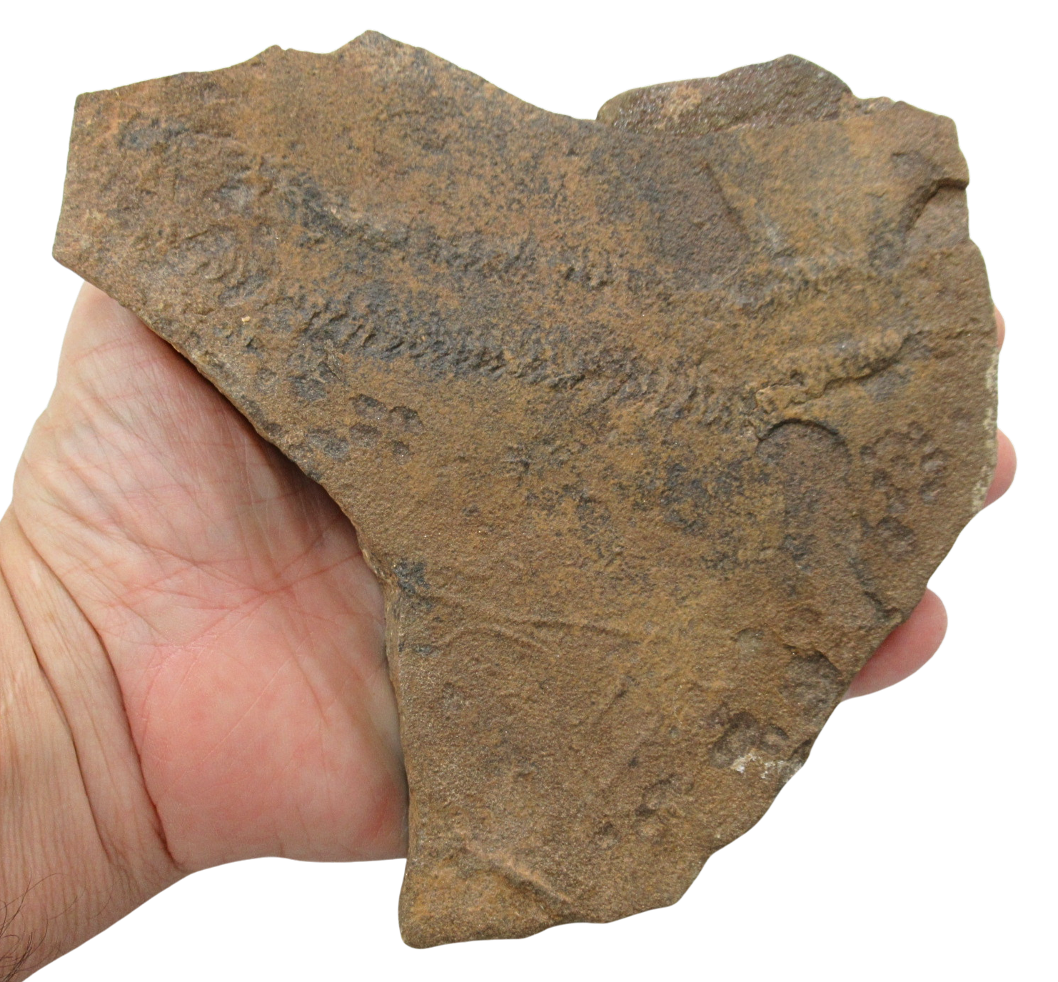 Trilobite Track Fossils For Sale Genuine Trilobite Trace Fossils 58 | Fossils for Sale Trilobite Track Fossils For Sale Genuine Trilobite Trace Fossils 58