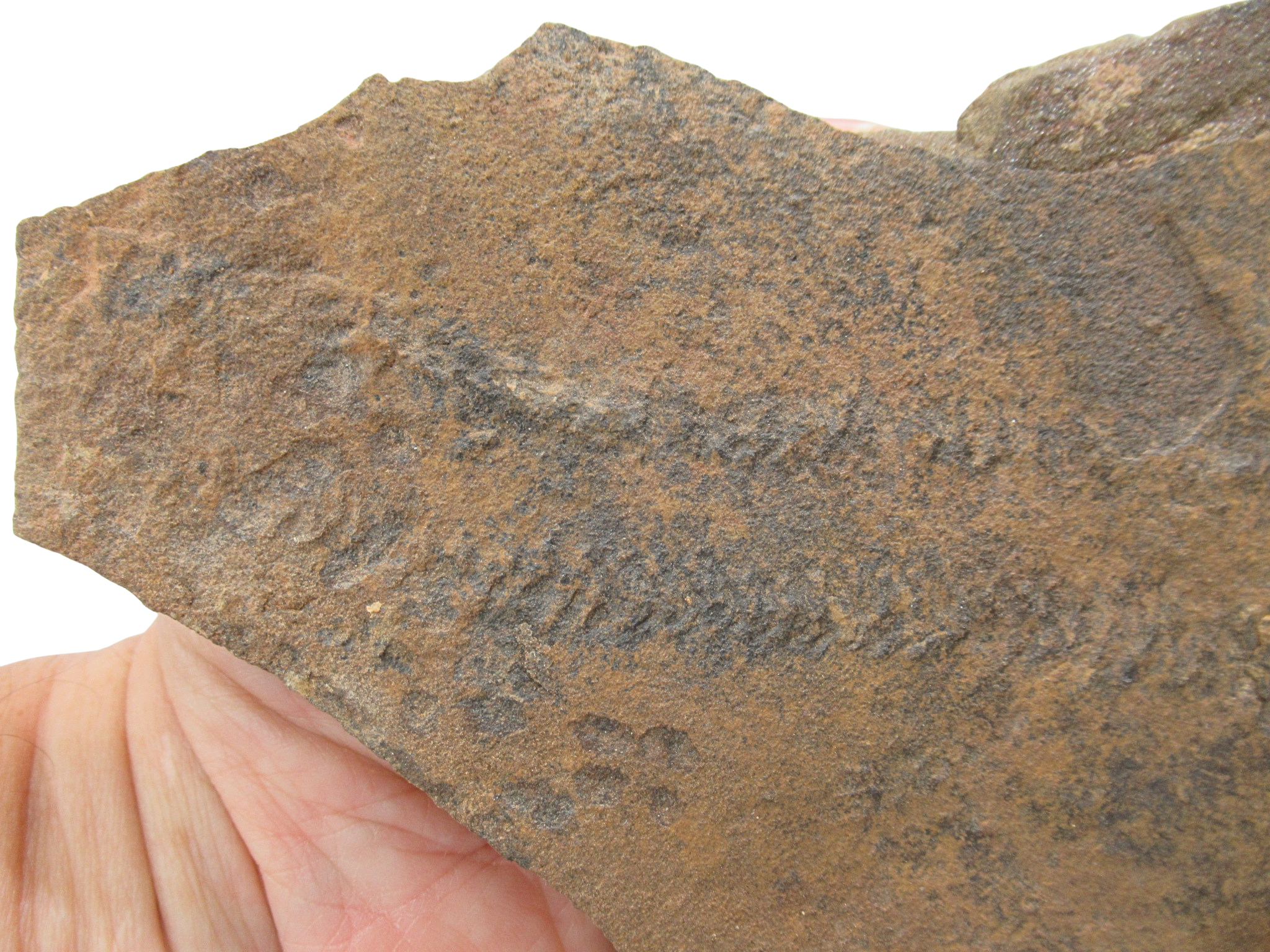 Trilobite Track Fossils For Sale Genuine Trilobite Trace Fossils 58a | Fossils for Sale Trilobite Track Fossils For Sale Genuine Trilobite Trace Fossils 58a