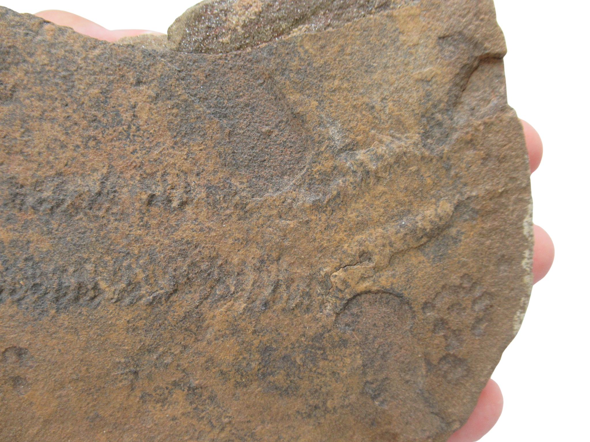 Trilobite Track Fossils For Sale Genuine Trilobite Trace Fossils 58b | Fossils for Sale Trilobite Track Fossils For Sale Genuine Trilobite Trace Fossils 58b
