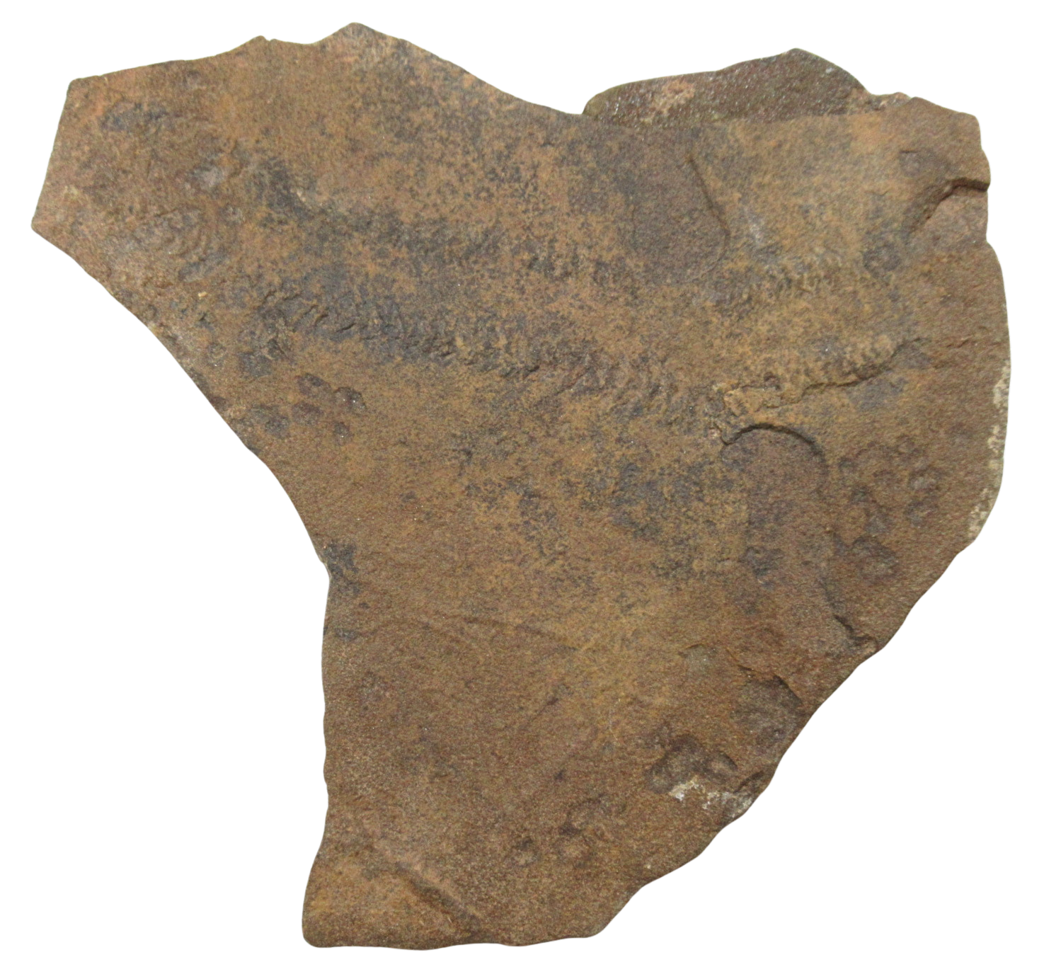 Trilobite Track Fossils For Sale Genuine Trilobite Trace Fossils 58c | Fossils for Sale Trilobite Track Fossils For Sale Genuine Trilobite Trace Fossils 58c