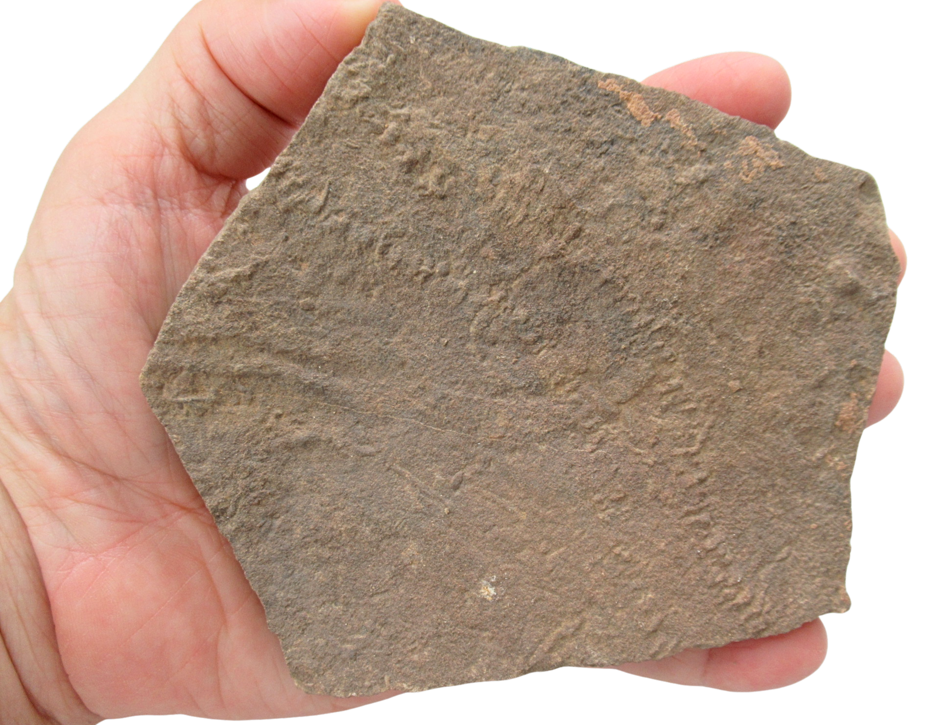 Trilobite Track Fossils For Sale Genuine Trilobite Trace Fossils 59 | Fossils for Sale Trilobite Track Fossils For Sale Genuine Trilobite Trace Fossils 59
