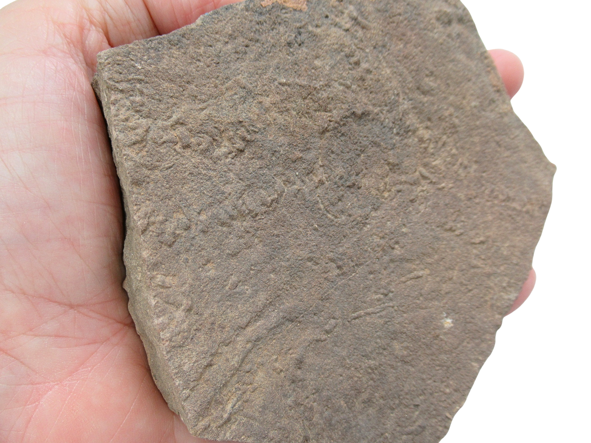 Trilobite Track Fossils For Sale Genuine Trilobite Trace Fossils 59a | Fossils for Sale Trilobite Track Fossils For Sale Genuine Trilobite Trace Fossils 59a