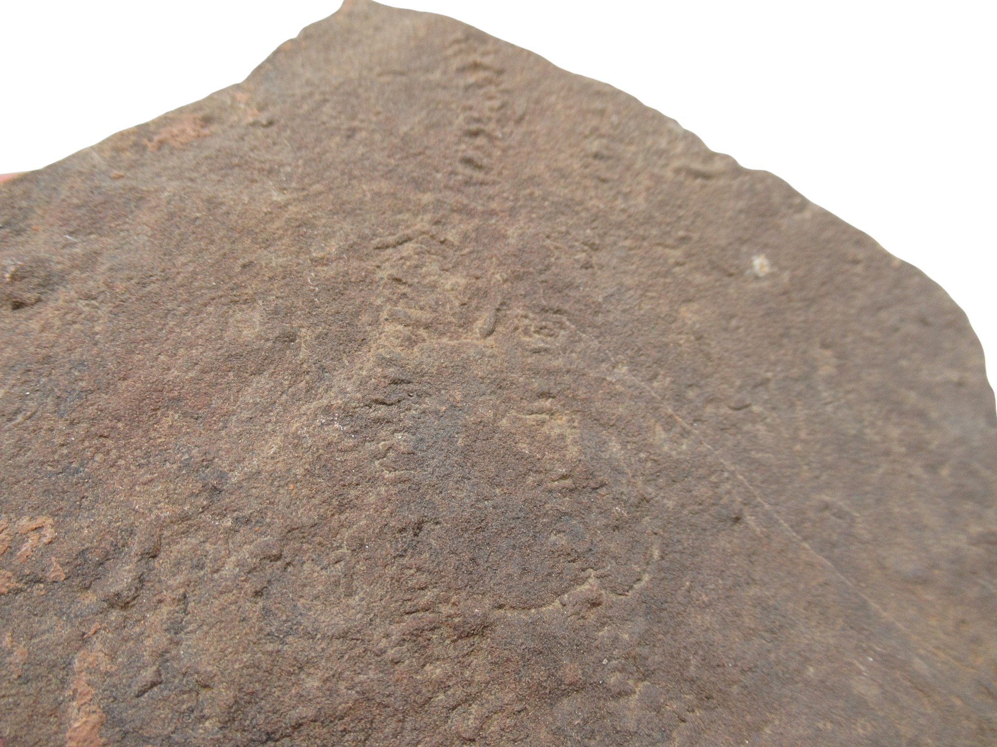 Trilobite Track Fossils For Sale Genuine Trilobite Trace Fossils 59b | Fossils for Sale Trilobite Track Fossils For Sale Genuine Trilobite Trace Fossils 59b
