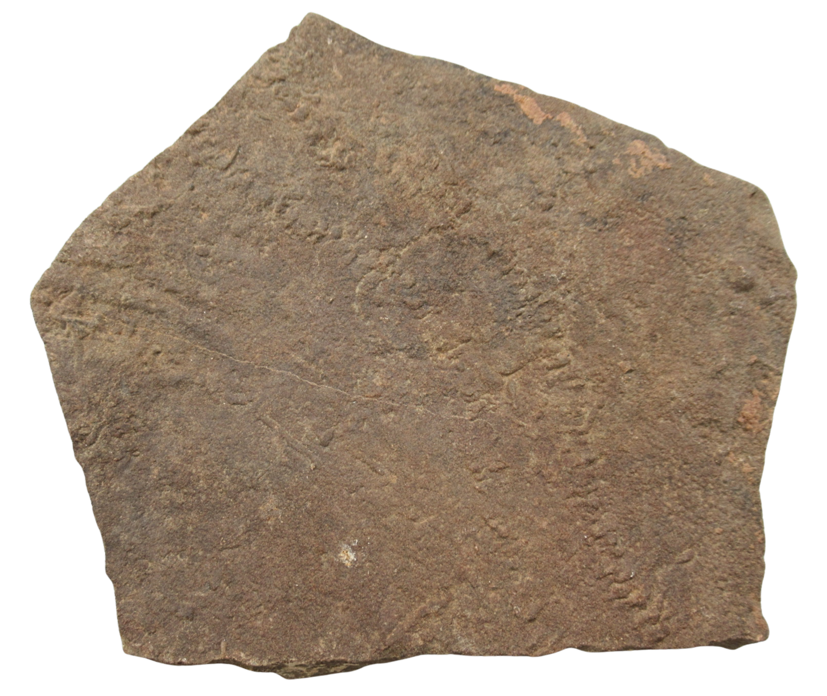 Trilobite Track Fossils For Sale Genuine Trilobite Trace Fossils 59c | Fossils for Sale Trilobite Track Fossils For Sale Genuine Trilobite Trace Fossils 59c