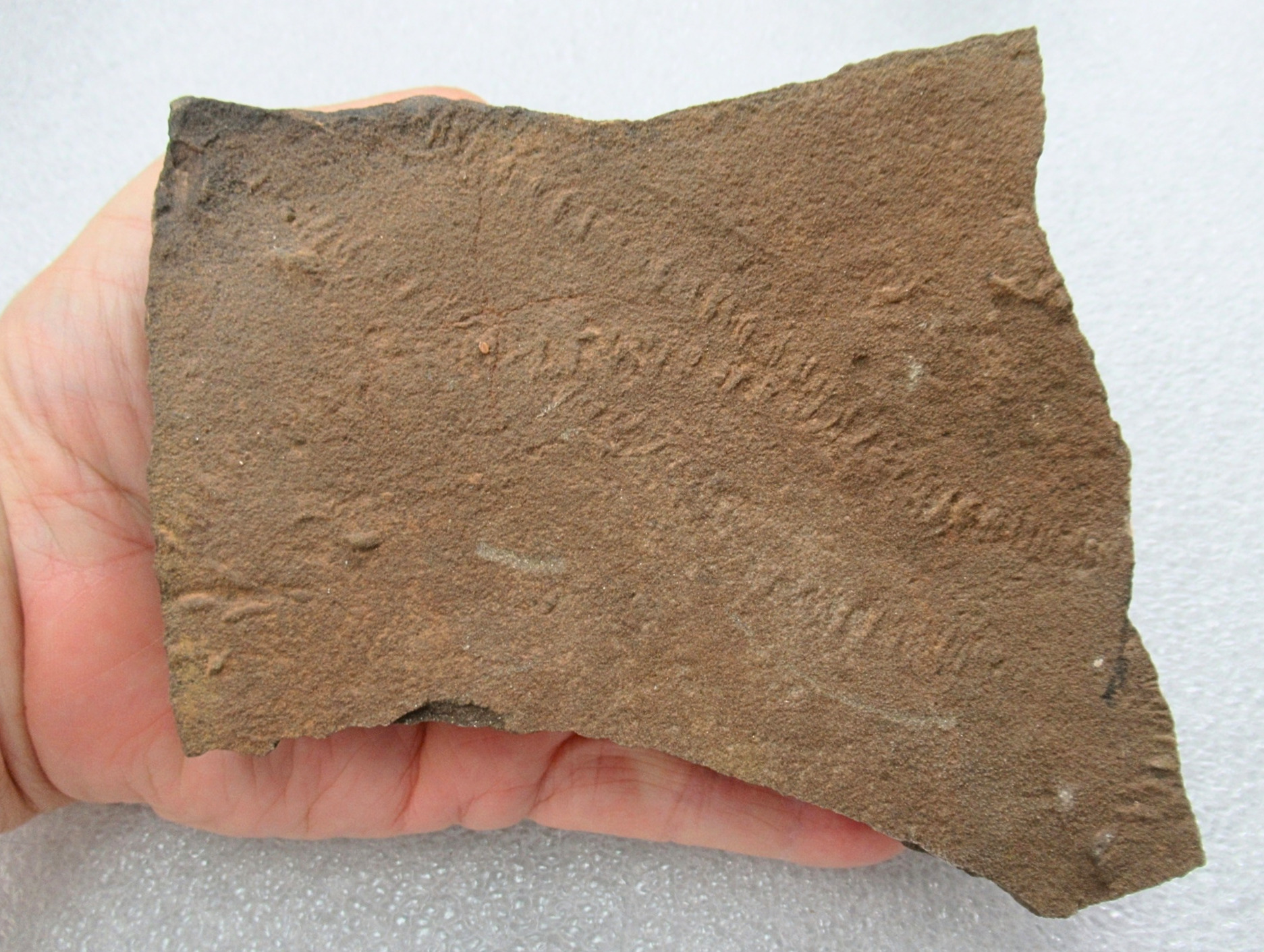Trilobite Track Fossils For Sale Genuine Trilobite Trace Fossils 60 | Fossils for Sale Trilobite Track Fossils For Sale Genuine Trilobite Trace Fossils 60