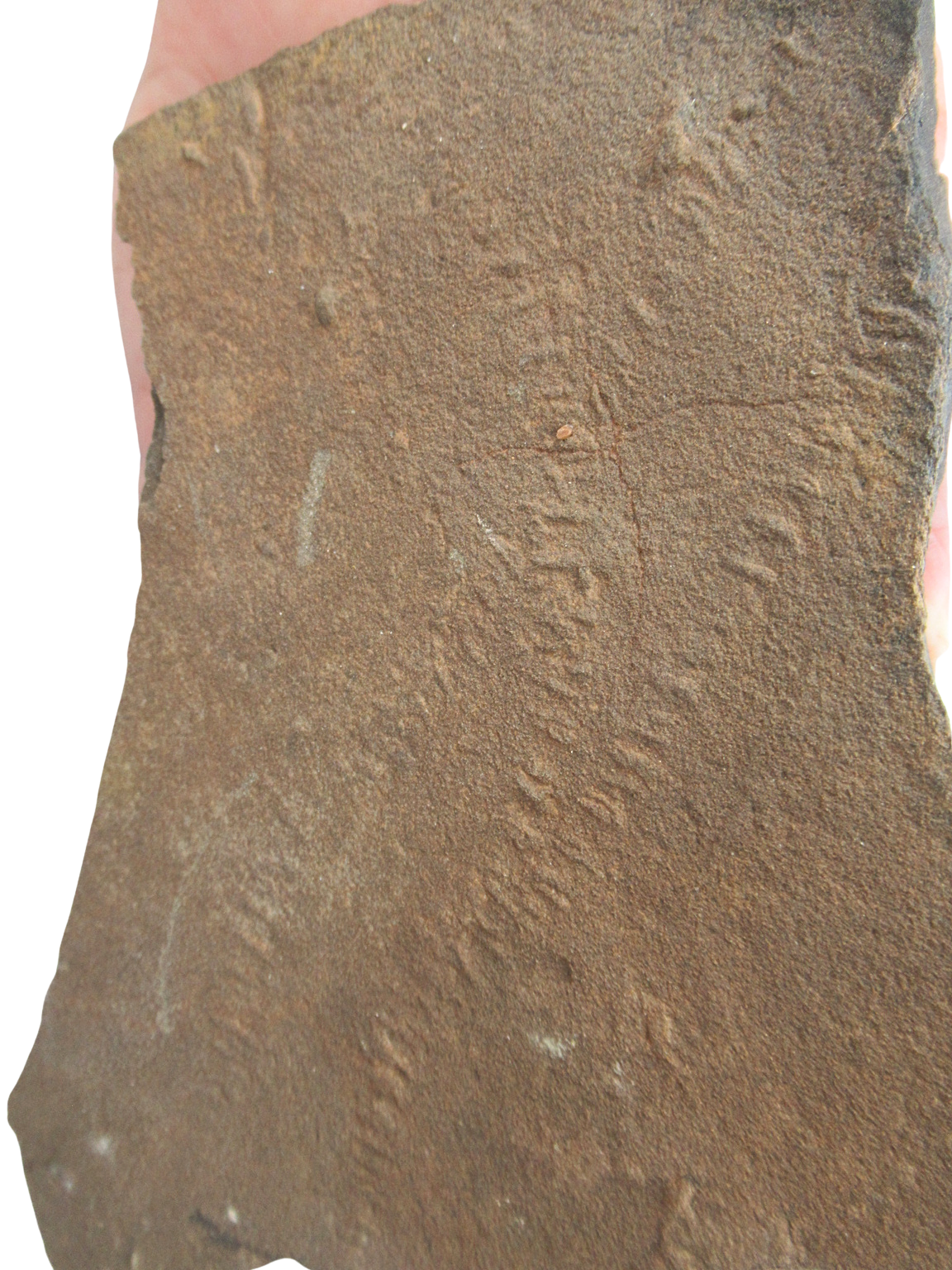 Trilobite Track Fossils For Sale Genuine Trilobite Trace Fossils 60a | Fossils for Sale Trilobite Track Fossils For Sale Genuine Trilobite Trace Fossils 60a