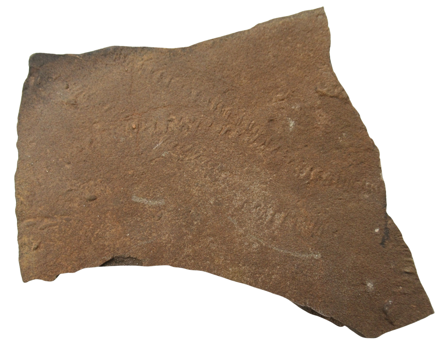 Trilobite Track Fossils For Sale Genuine Trilobite Trace Fossils 60b | Fossils for Sale Trilobite Track Fossils For Sale Genuine Trilobite Trace Fossils 60b