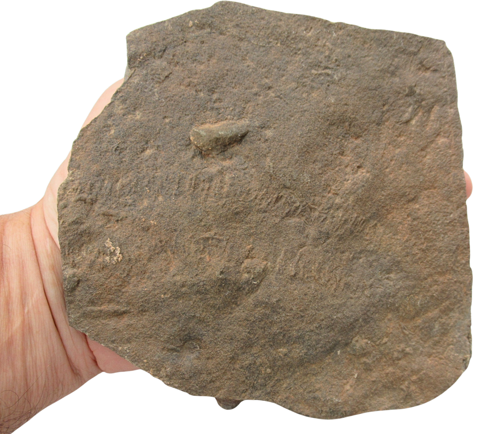 Trilobite Track Fossils For Sale Genuine Trilobite Trace Fossils 62 | Fossils for Sale Trilobite Track Fossils For Sale Genuine Trilobite Trace Fossils 62