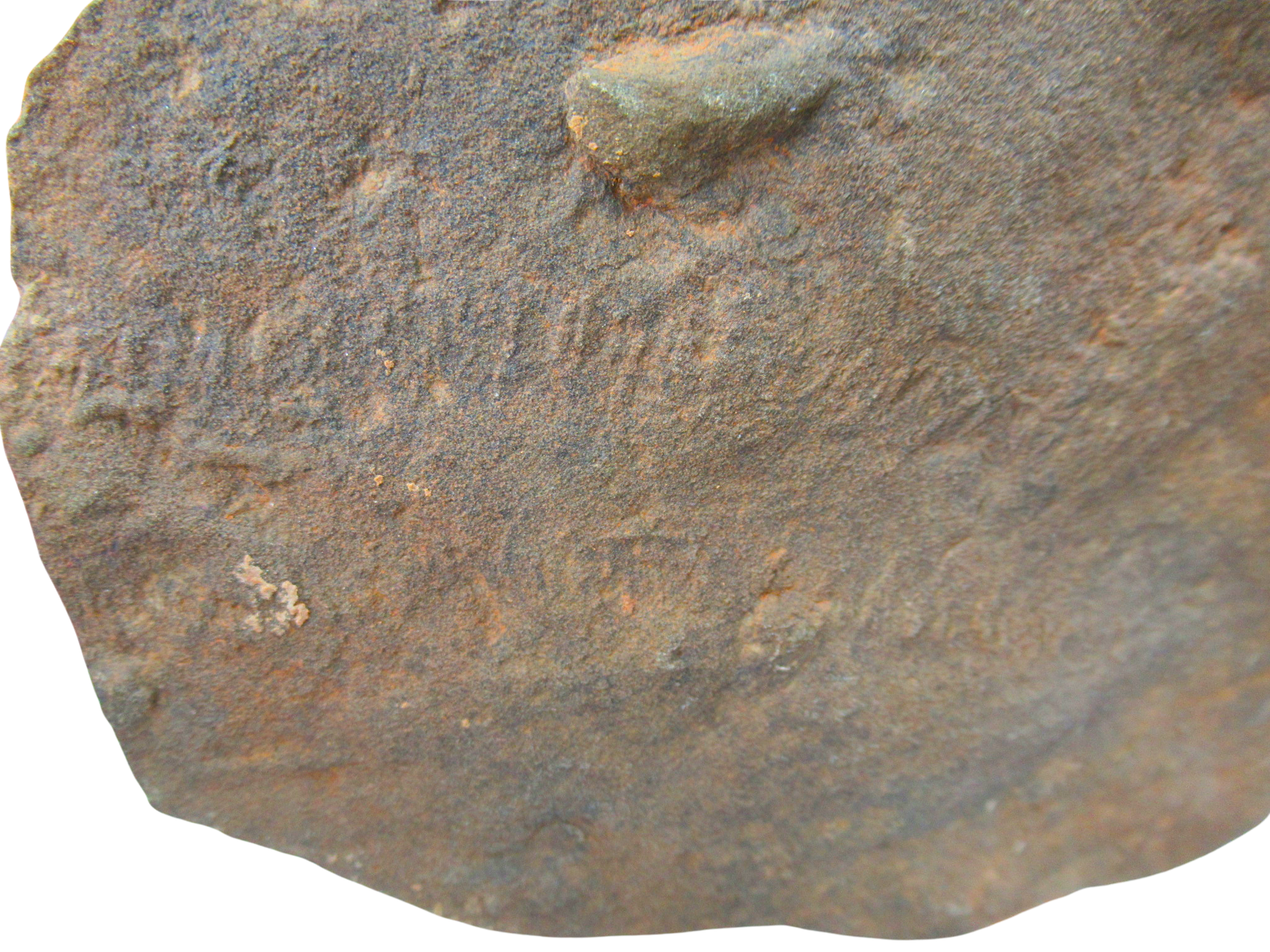 Trilobite Track Fossils For Sale Genuine Trilobite Trace Fossils 62a | Fossils for Sale Trilobite Track Fossils For Sale Genuine Trilobite Trace Fossils 62a