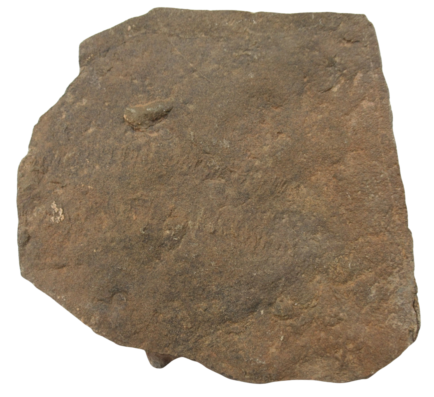Trilobite Track Fossils For Sale Genuine Trilobite Trace Fossils 62c | Fossils for Sale Trilobite Track Fossils For Sale Genuine Trilobite Trace Fossils 62c
