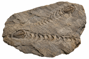 Trilobite Track Fossils For Sale
