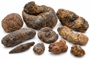 Various Coprolites | Fossils for Sale Various Coprolites