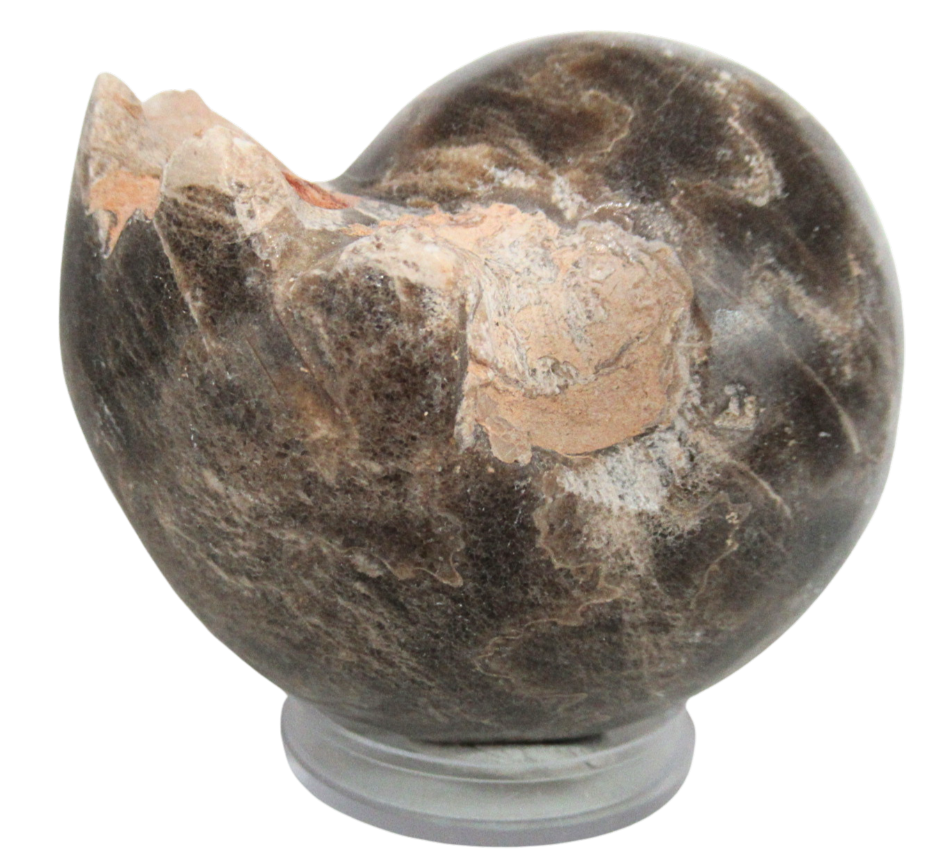 7ecbffb3-98ed-47b5-9043-138ef1e9a879 | Fossils for Sale Vascoceras Ammonite Fossil For Sale Genuine Cretaceous Fossils 2a