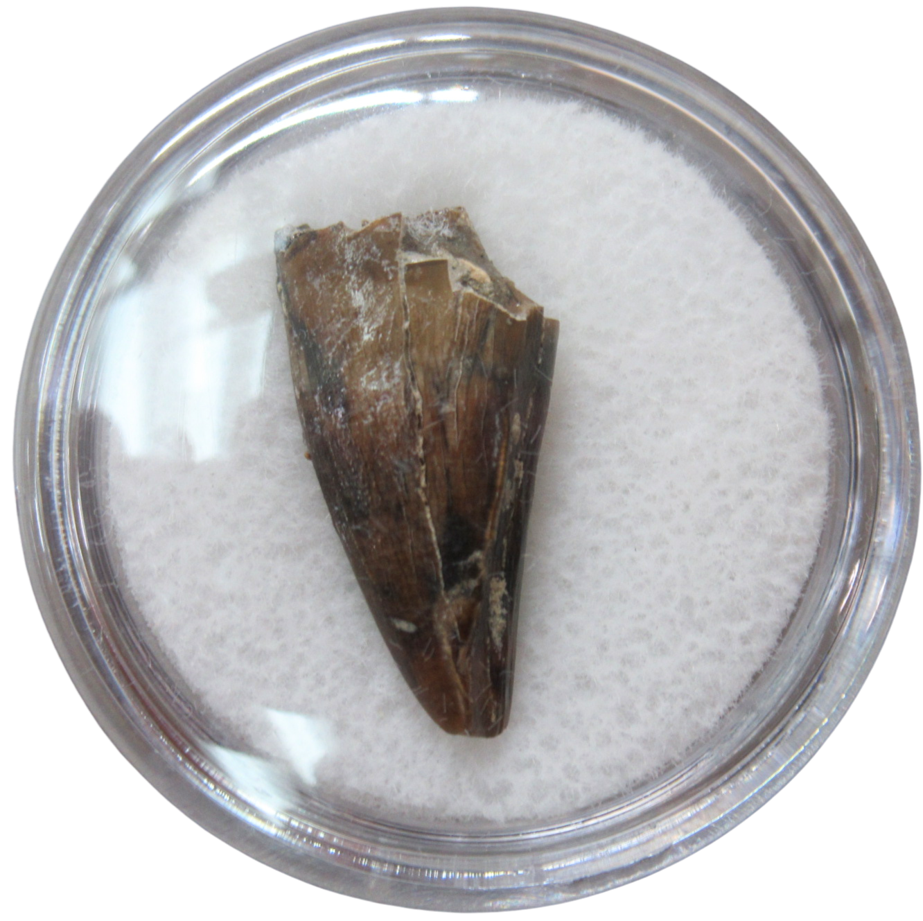 Albertosaurus Dinosaur Fossil For Sale Genuine Fossil Dinosaur Tooth 1d | Fossils for Sale Albertosaurus Dinosaur Fossil For Sale Genuine Fossil Dinosaur Tooth 1d