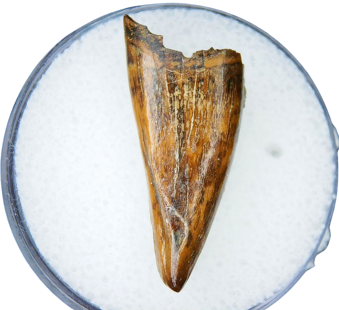Albertosaurus Dinosaur Fossil For Sale Genuine Fossil Dinosaur Tooth 2 | Fossils for Sale Albertosaurus Dinosaur Fossil For Sale Genuine Fossil Dinosaur Tooth 2