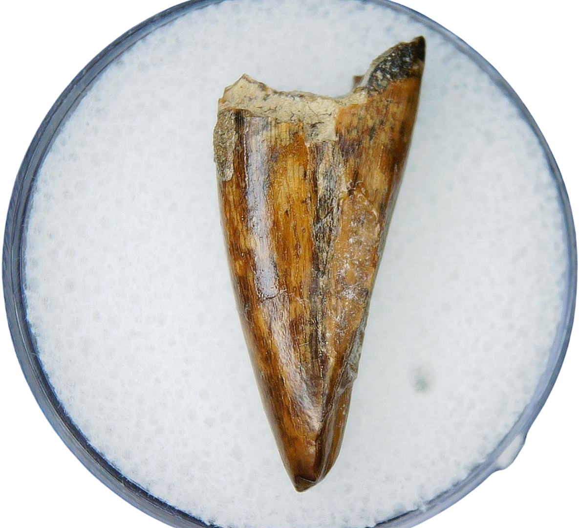Albertosaurus Dinosaur Fossil For Sale Genuine Fossil Dinosaur Tooth 2a | Fossils for Sale Albertosaurus Dinosaur Fossil For Sale Genuine Fossil Dinosaur Tooth 2a