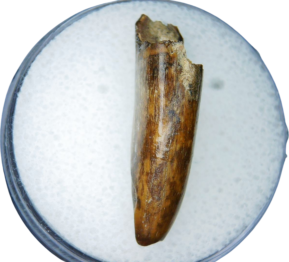 Albertosaurus Dinosaur Fossil For Sale Genuine Fossil Dinosaur Tooth 2b | Fossils for Sale Albertosaurus Dinosaur Fossil For Sale Genuine Fossil Dinosaur Tooth 2b