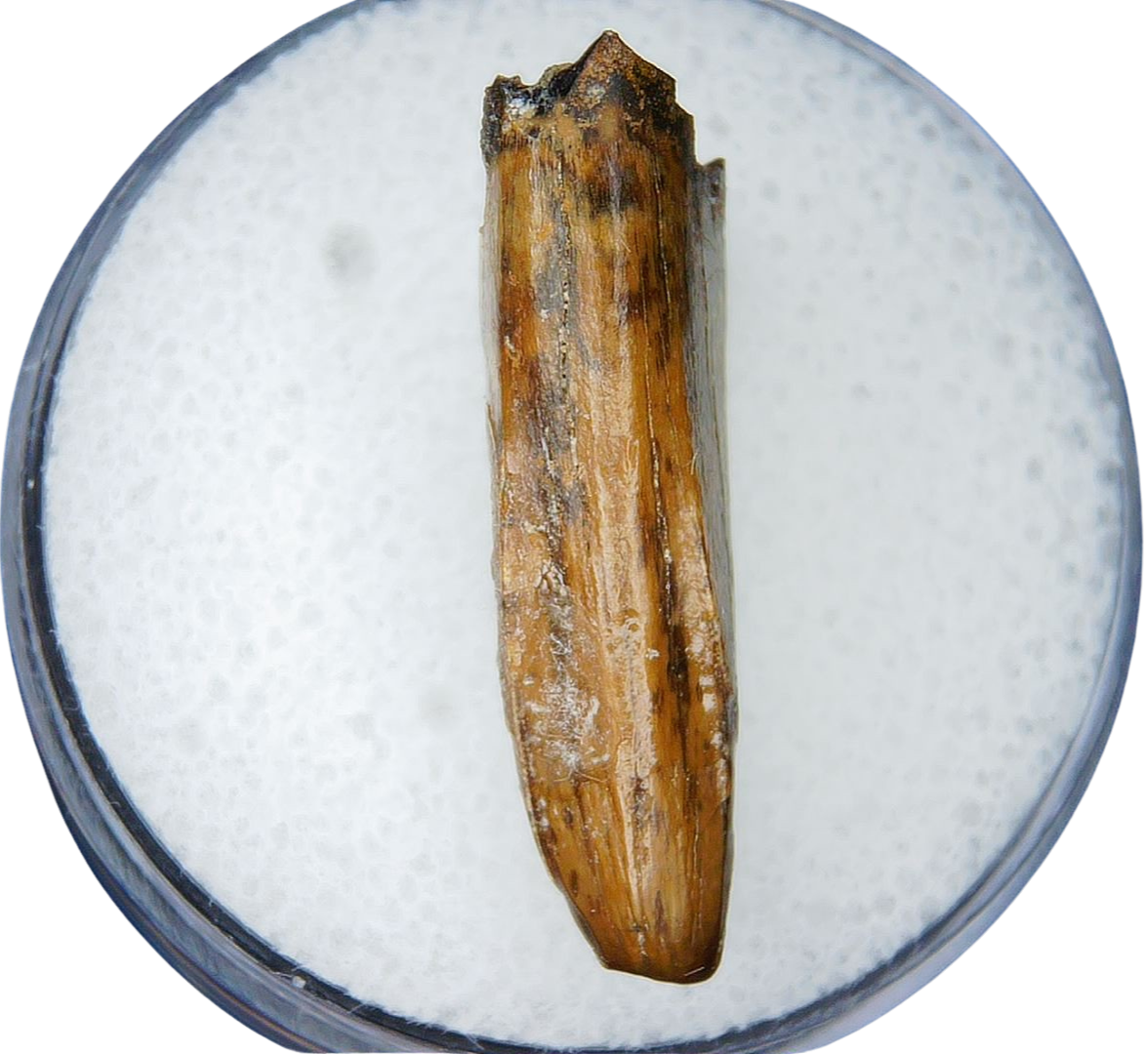 Albertosaurus Dinosaur Fossil For Sale Genuine Fossil Dinosaur Tooth 2c | Fossils for Sale Albertosaurus Dinosaur Fossil For Sale Genuine Fossil Dinosaur Tooth 2c
