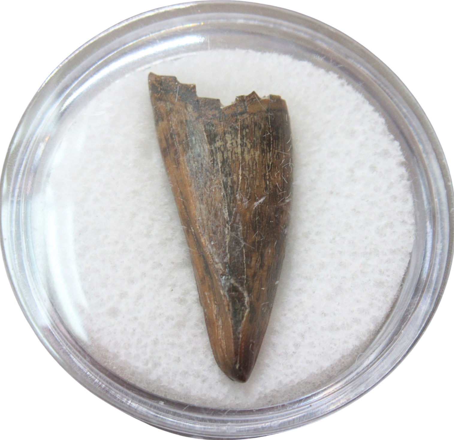 Albertosaurus Dinosaur Fossil For Sale Genuine Fossil Dinosaur Tooth 2d | Fossils for Sale Albertosaurus Dinosaur Fossil For Sale Genuine Fossil Dinosaur Tooth 2d