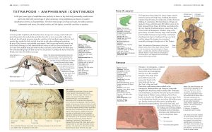Amphibians | Fossils for Sale Tetrapods