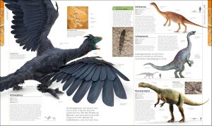 Archaeopteryx | Fossils for Sale Archaeopteryx