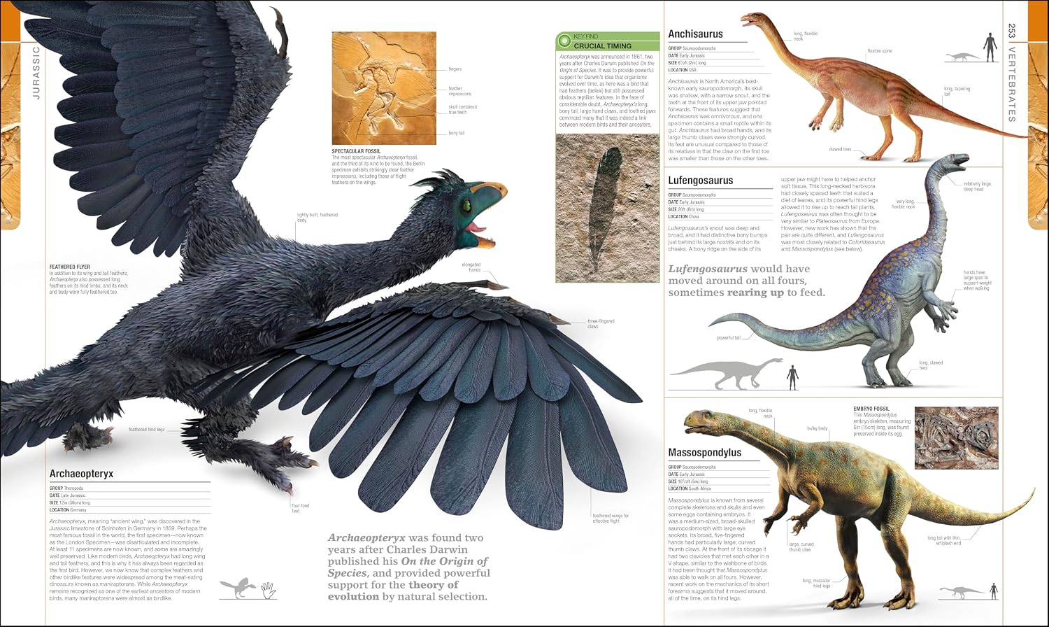 Archaeopteryx | Fossils for Sale