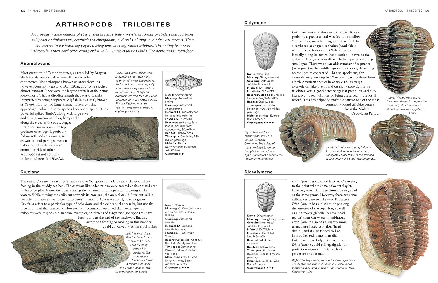 Arthropods | Fossils for Sale Arthropods