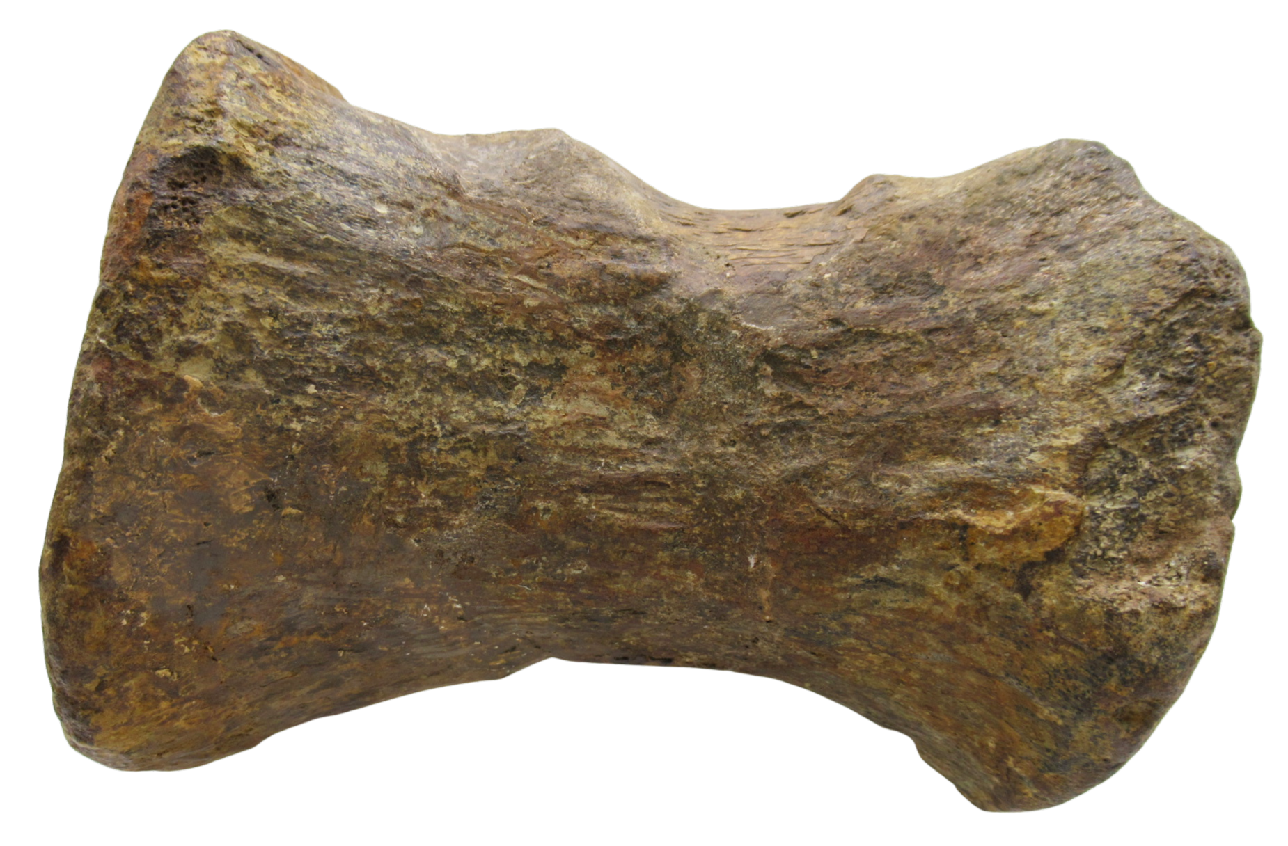Atlasaurus Dinosaur Fossil For Sale Genuine Jurassic Fossils 3 | Fossils for Sale Atlasaurus Dinosaur Fossil For Sale Genuine Jurassic Fossils 3