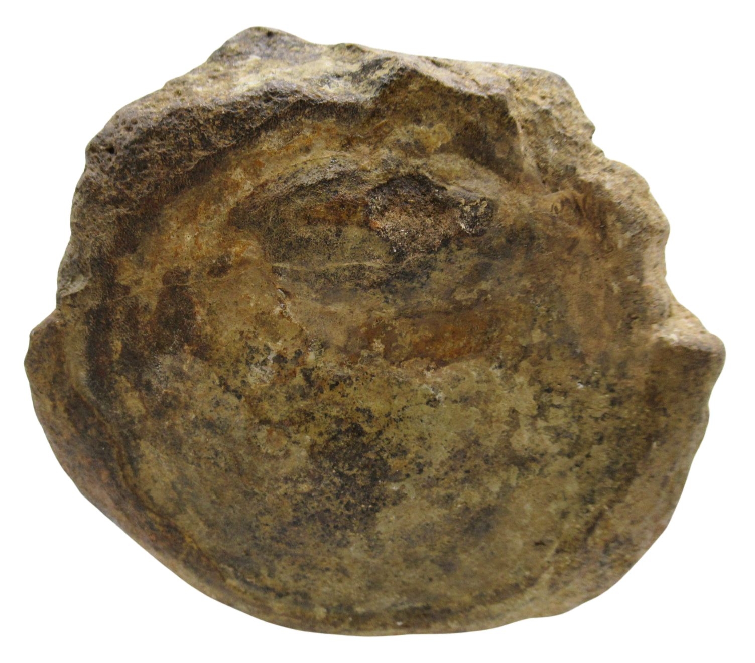 Atlasaurus Dinosaur Fossil For Sale Genuine Jurassic Fossils 3a | Fossils for Sale Atlasaurus Dinosaur Fossil For Sale Genuine Jurassic Fossils 3a