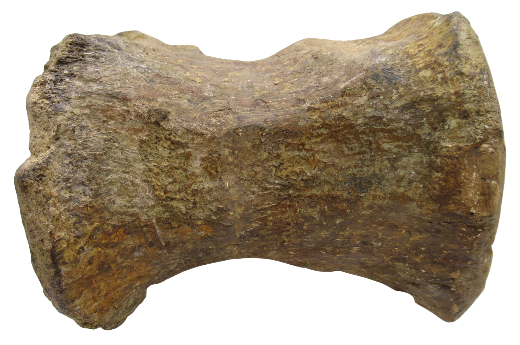 Atlasaurus Dinosaur Fossil For Sale Genuine Jurassic Fossils 3b | Fossils for Sale Atlasaurus Dinosaur Fossil For Sale Genuine Jurassic Fossils 3b