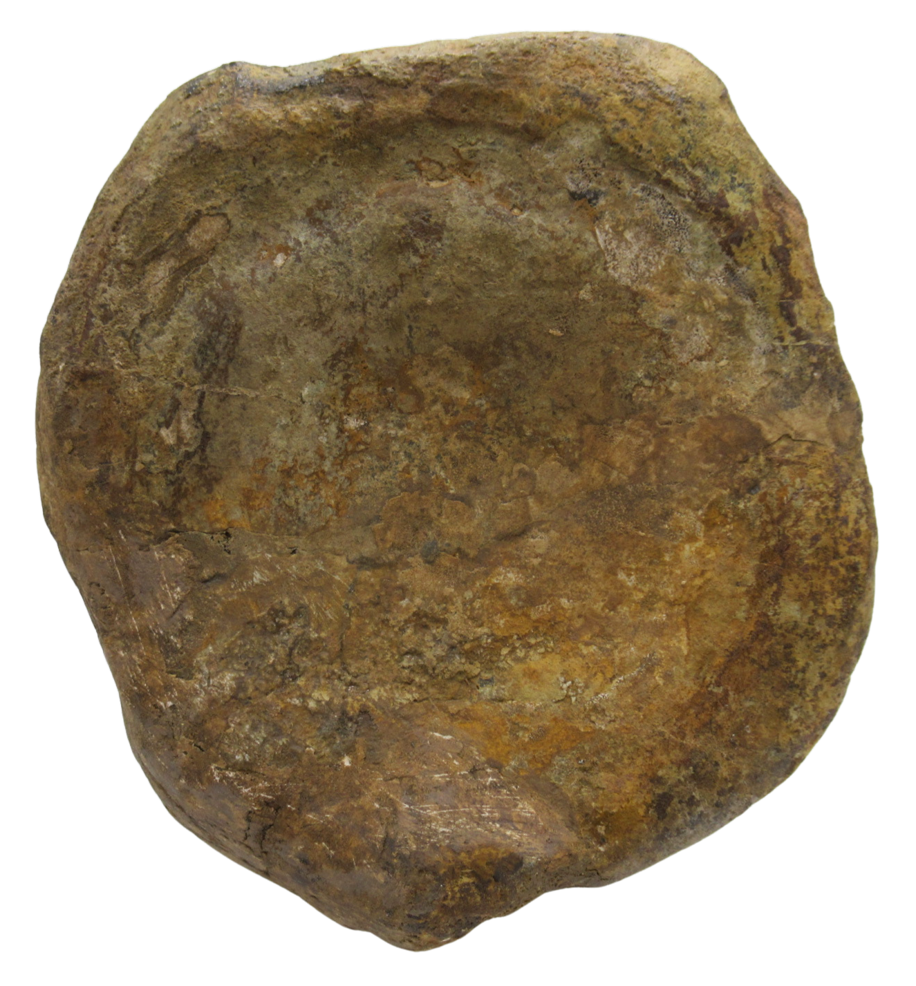 Atlasaurus Dinosaur Fossil For Sale Genuine Jurassic Fossils 3c | Fossils for Sale Atlasaurus Dinosaur Fossil For Sale Genuine Jurassic Fossils 3c