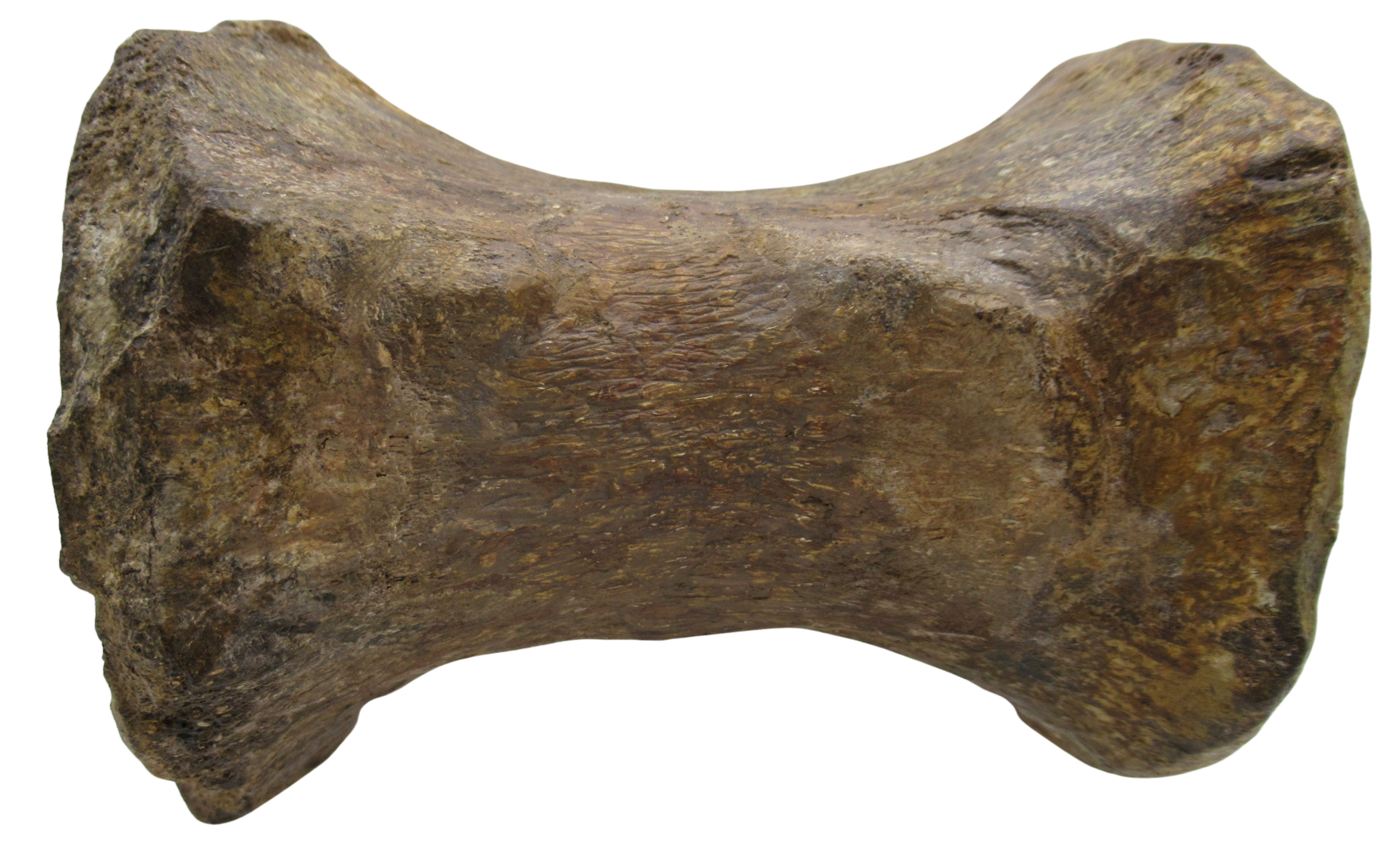 Atlasaurus Dinosaur Fossil For Sale Genuine Jurassic Fossils 3d | Fossils for Sale Atlasaurus Dinosaur Fossil For Sale Genuine Jurassic Fossils 3d