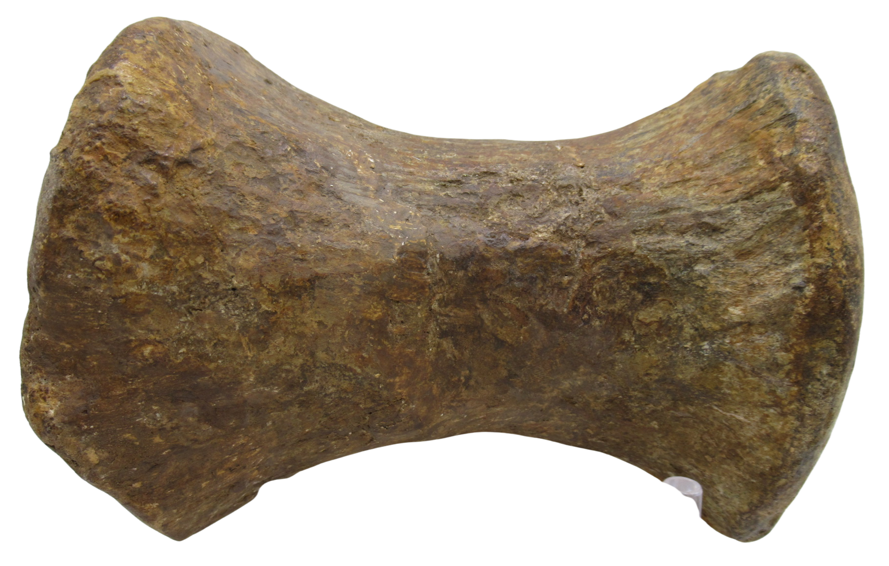 Atlasaurus Dinosaur Fossil For Sale Genuine Jurassic Fossils 3e | Fossils for Sale Atlasaurus Dinosaur Fossil For Sale Genuine Jurassic Fossils #3e