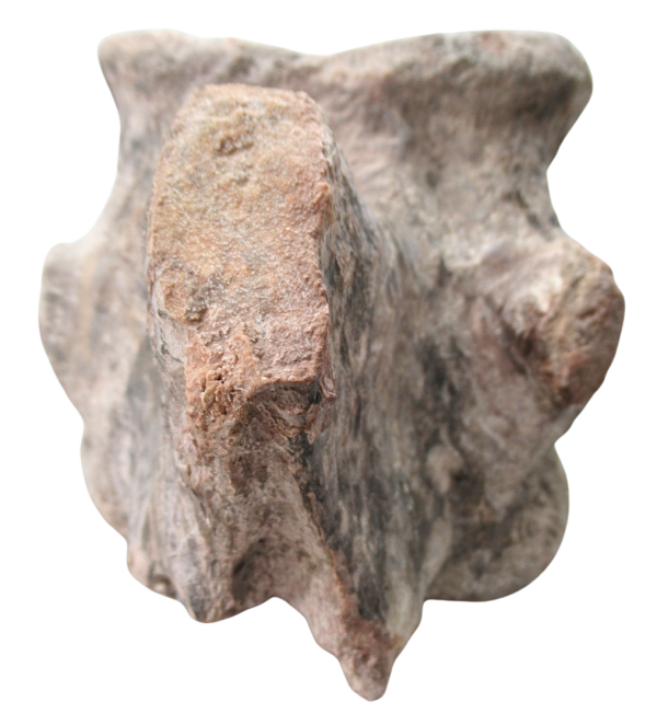 Stuff Animal Tree Topper Atlasaurus Dinosaur Fossil For Sale | Genuine Jurassic Fossils