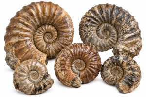 Clustered Ammonite Fossil Collection | Fossils for Sale South Dakota Ammonites