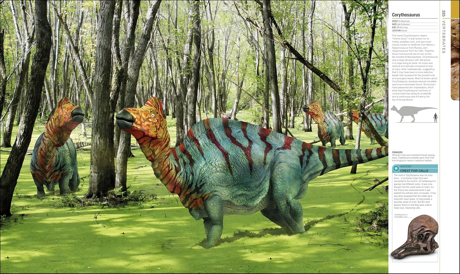 Corythossaurus | Fossils for Sale