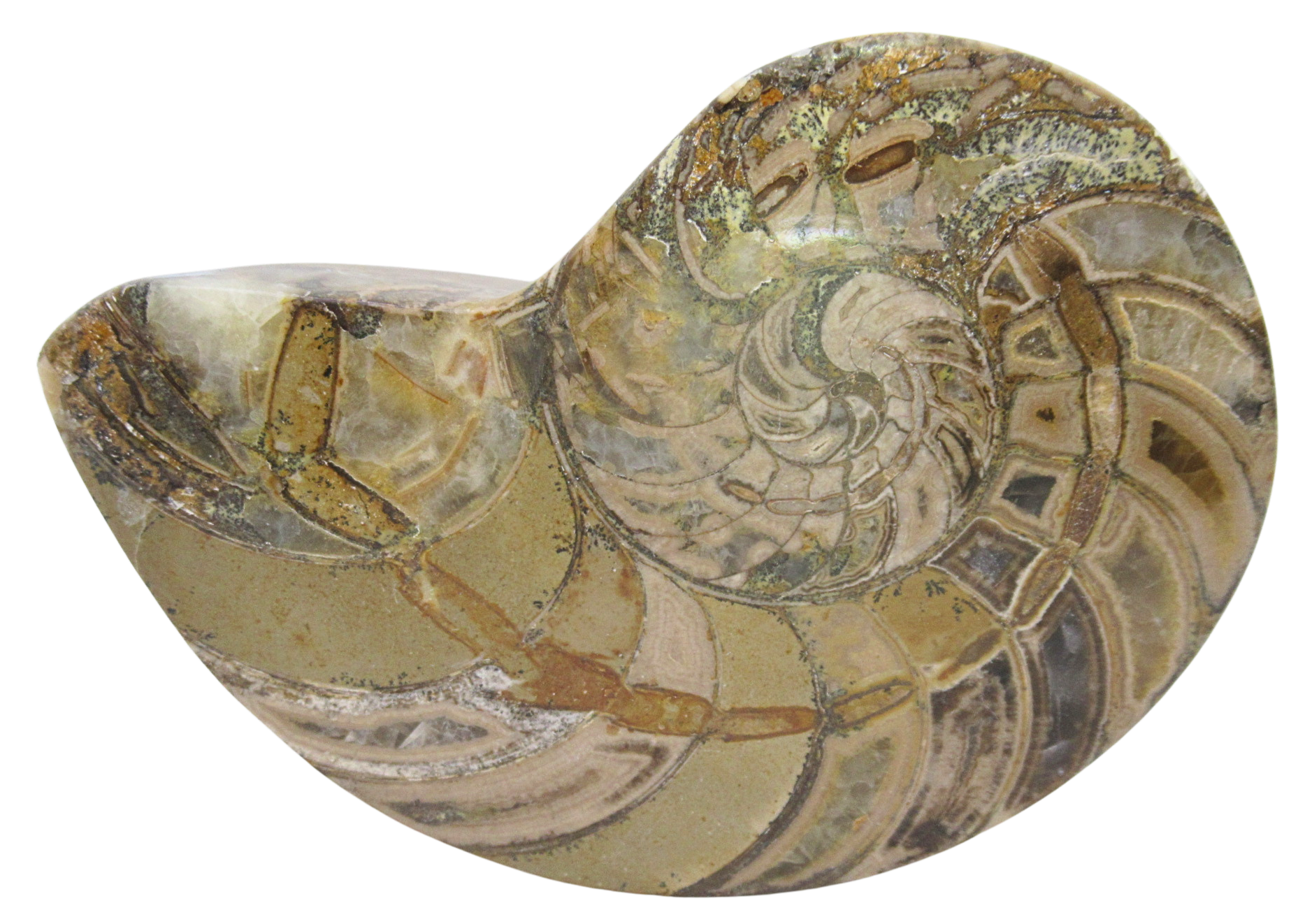 Cymatoceras Nautilus Fossil For Sale Genuine Fossil Nautiloids 72b | Fossils for Sale Cymatoceras Nautilus Fossil For Sale Genuine Fossil Nautiloids 72b