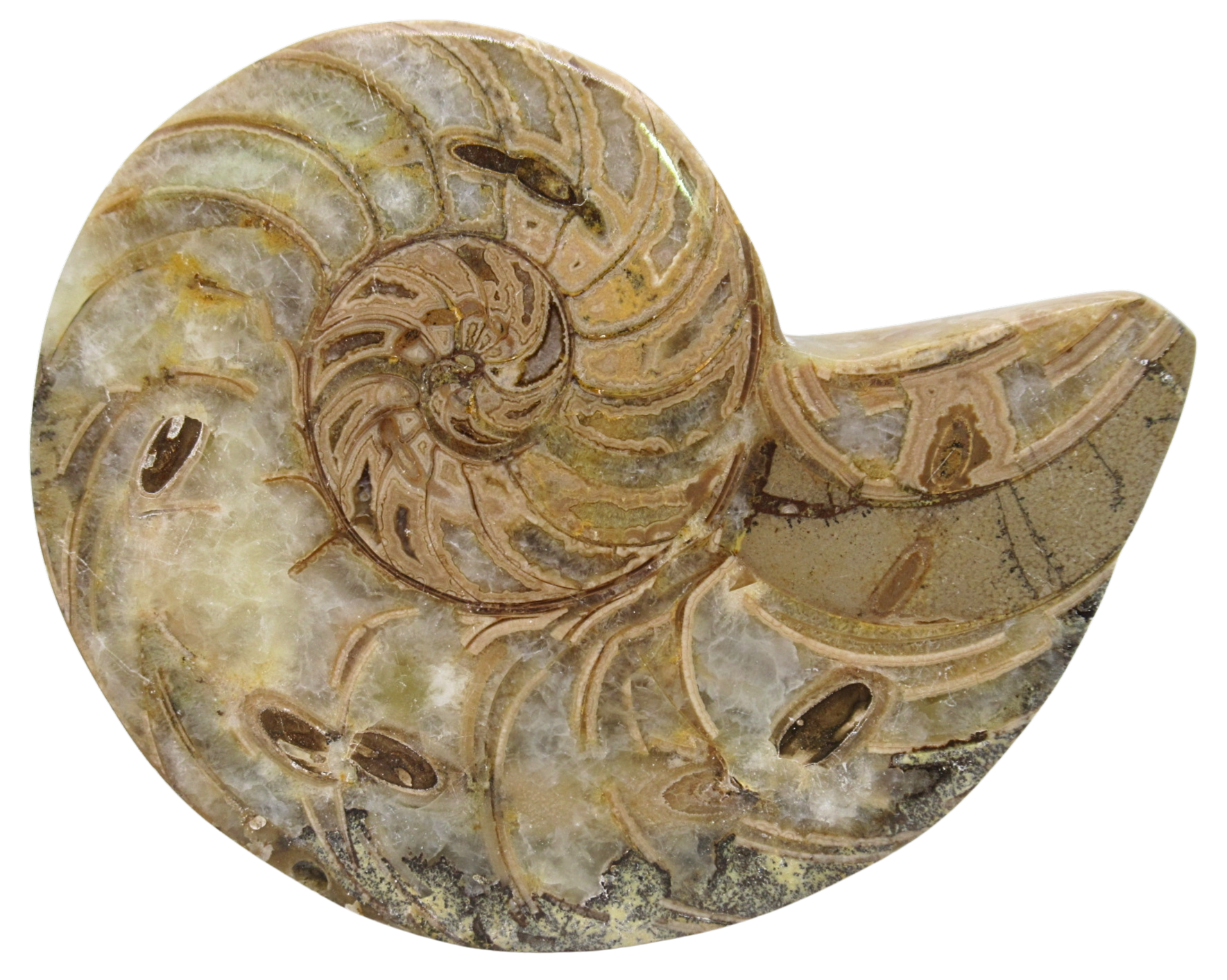 Cymatoceras Nautilus Fossil For Sale Genuine Fossil Nautiloids 75 | Fossils for Sale Cymatoceras Nautilus Fossil For Sale Genuine Fossil Nautiloids 75